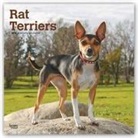 Not Available (NA) - Rat Terriers 2019 Calendar