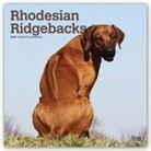 Inc Browntrout Publishers, Not Available (NA) - Rhodesian Ridgebacks 2019 Calendar
