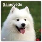 Not Available (NA) - Samoyeds 2019 Calendar
