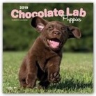 Not Available (NA) - Chocolate Labrador Retriever Puppies 2019 Calendar