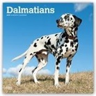 Not Available (NA) - Dalmatians 2019 Calendar
