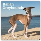 Not Available (NA) - Italian Greyhounds 2019 Calendar