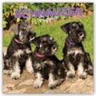 Not Available (NA) - Schnauzer Puppies 2019 Calendar