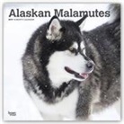 Not Available (NA) - Alaskan Malamutes 2019 Calendar
