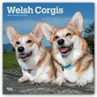 Not Available (NA) - Welsh Corgis 2019 Calendar