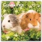 Not Available (NA) - Guinea Pigs 2019 Calendar
