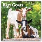 Not Available (NA) - Baby Goats 2019 Calendar