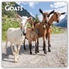 Not Available (NA) - Goats 2019 Calendar
