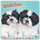 Not Available (NA) - Shih Tzu Puppies 2019 Calendar