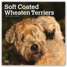 Not Available (NA) - Soft Coated Wheaten Terriers 2019 Calendar
