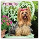 Inc Browntrout Publishers, Not Available (NA) - Yorkshire Terriers 2019 Calendar