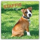 Not Available (NA) - Staffordshire Bull Terrier Puppies 2019 Calendar