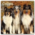 Not Available (NA) - Collies 2019 Calendar