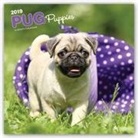 Inc Browntrout Publishers, Not Available (NA) - Pug Puppies 2019 Calendar