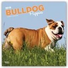 Not Available (NA) - Bulldog Puppies 2019 Calendar
