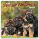 Not Available (NA) - German Shepherd Puppies 2019 Calendar