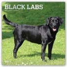 Not Available (NA) - Black Labrador Retrievers 2019 Calendar