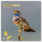 Not Available (NA) - Songbirds 2019 Calendar