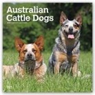 Not Available (NA) - Australian Cattle Dogs 2019 Calendar