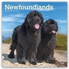 Not Available (NA) - Newfoundlands 2019 Calendar