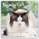 Inc Browntrout Publishers, Not Available (NA) - Ragdoll Cats 2019 Calendar