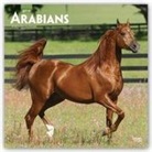 Not Available (NA) - Arabians 2019 Calendar