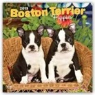 Not Available (NA) - Boston Terrier Puppies 2019 Calendar