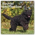 Bouvier des Flandres - Flandrischer Treibhund 2019 - 18-Monatskalender mit freier DogDays-App