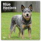 Not Available (NA) - Blue Heelers 2019 Calendar