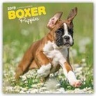 Not Available (NA) - Boxer Puppies 2019 Calendar