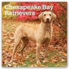 Not Available (NA) - Chesapeake Bay Retrievers 2019 Calendar