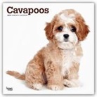 Not Available (NA) - Cavapoos 2019 Calendar