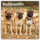 Not Available (NA) - Bullmastiffs 2019 Calendar