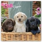 Inc Browntrout Publishers, Not Available (NA) - Labrador Retriever Puppies 2019 Calendar