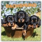Not Available (NA) - Dachshund Puppies 2019 Calendar