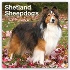 Inc Browntrout Publishers, Not Available (NA) - Shetland Sheepdogs 2019 Calendar