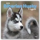 Not Available (NA) - Siberian Husky Puppies 2019 Calendar