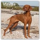 Not Available (NA) - Vizslas 2019 Calendar