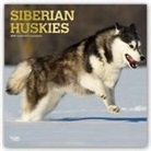 Not Available (NA) - Siberian Huskies 2019 Calendar