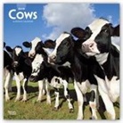 Not Available (NA) - Cows 2019 Calendar