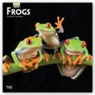 Not Available (NA) - Frogs 2019 Square wall Calendar