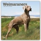 Not Available (NA) - Weimaraners 2019 Calendar