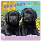 Not Available (NA) - Black Labrador Retriever Puppies 2019 Calendar