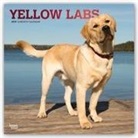 Not Available (NA) - Yellow Labrador Retrievers 2019 Calendar