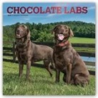 Not Available (NA) - Chocolate Labrador Retrievers 2019 Calendar