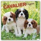 Not Available (NA) - Cavalier King Charles Spaniel Puppies 2019 Calendar