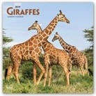 Not Available (NA) - Giraffes 2019 Calendar