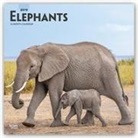 Not Available (NA) - Elephants 2019 Calendar