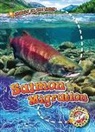 Kari Schuetz - Salmon Migration