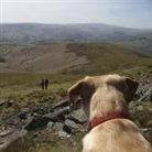 Anna Chelmicka, Chelmicka Anna, Anna Chelminka - Wonderful Walks From Dog-Friendly Campsites Throughout Great Britain